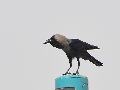 집까마귀(house crow)