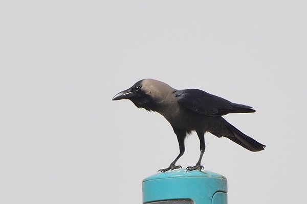 집까마귀(house crow)
