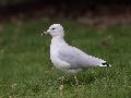 Ring billed Gull