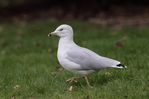 Ring billed Gull