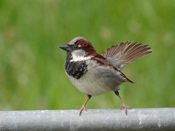 집참새(House Sparrow)