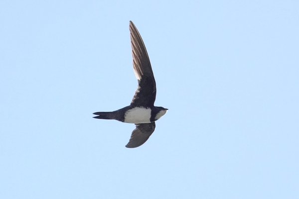 흰배칼새(Alpine swift)