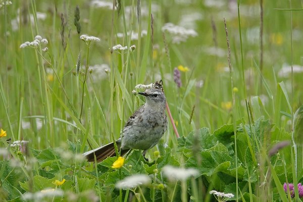 옅은밭종다리(Water Pipit)