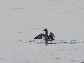 Velvet Scoter