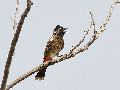 Red vented Bulbul