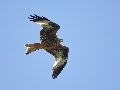 Red kite