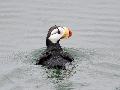 Horned puffin