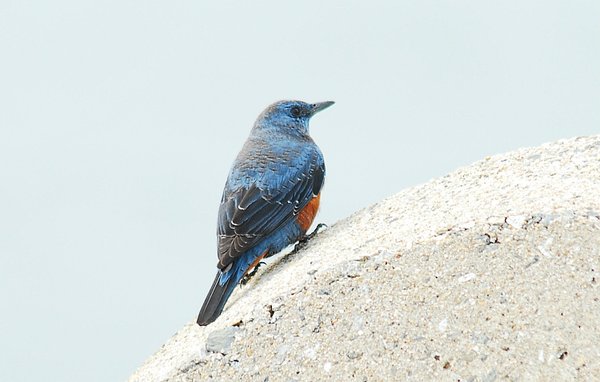 바다직박구리