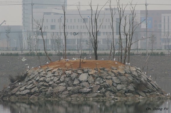 노랑발갈매기