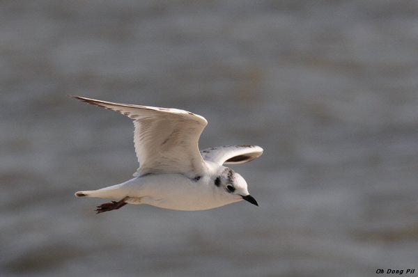 검은머리갈매기