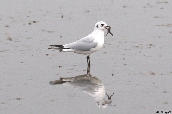 검은머리갈매기