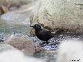 물까마귀