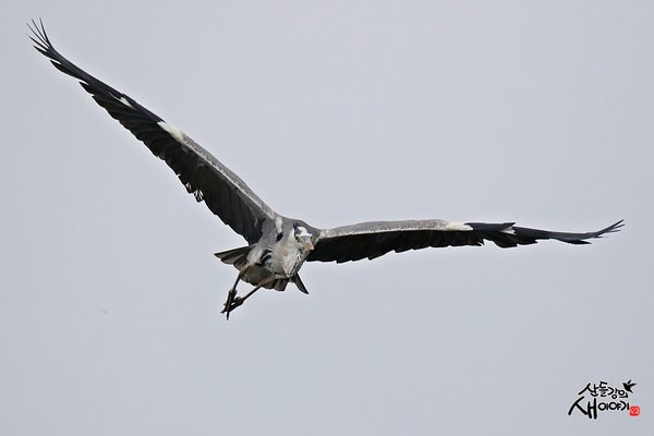 왜가리