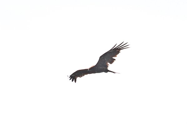 솔개