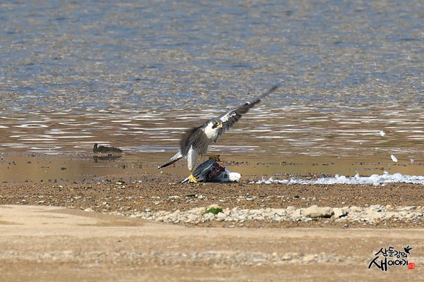매