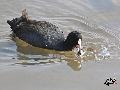 물닭