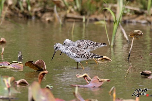 쇠청다리도요