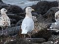 흰갈매기