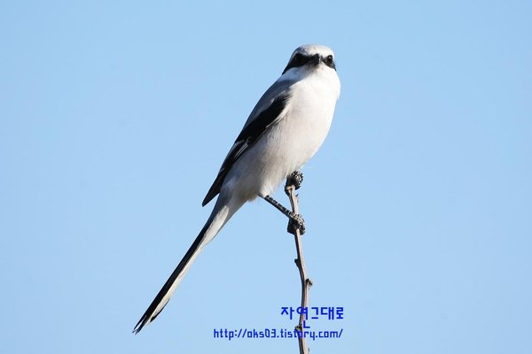 물때까치