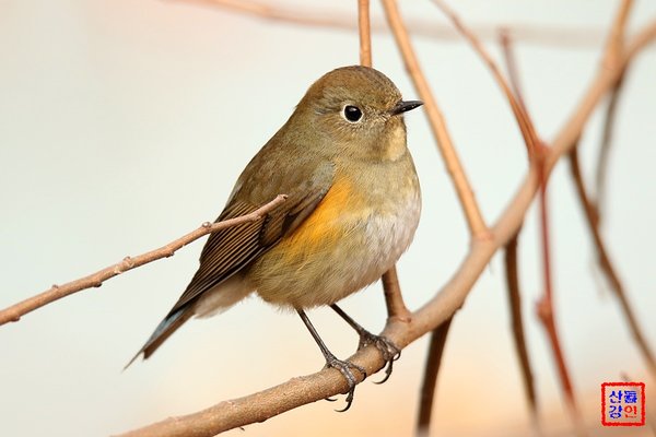 유리딱새 암컷