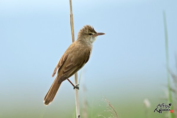 개개비
