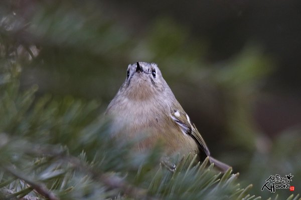 상모솔새
