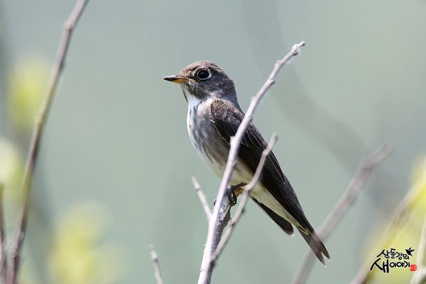 솔딱새