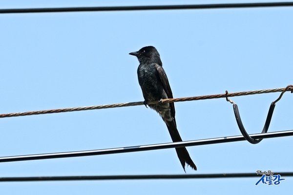 검은바람까마귀