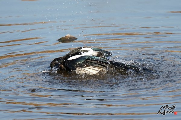 까치