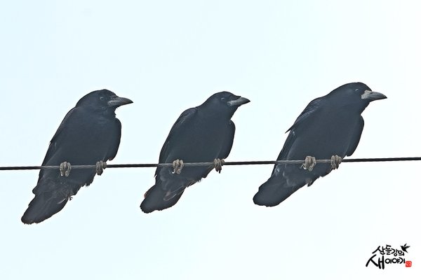 떼까마귀