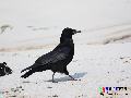 까마귀(백사장)