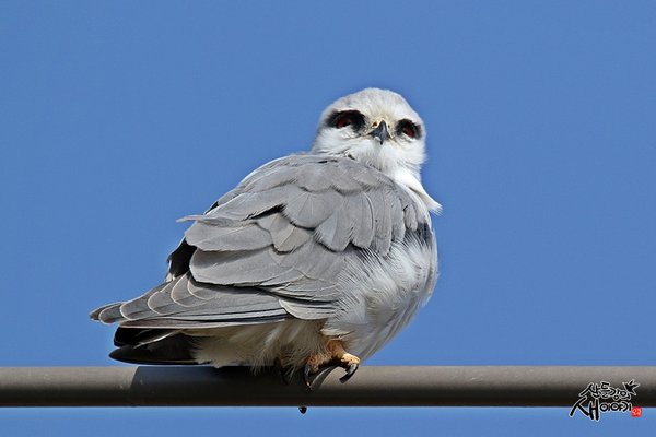 검은어깨매 [Black-winged Kite]