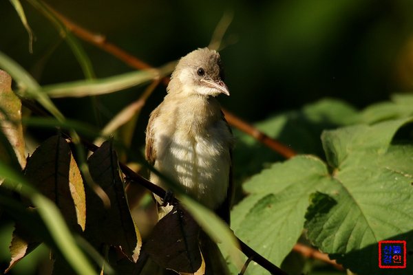 검은이마직박구리(가칭) 유조