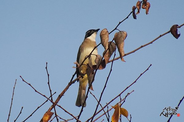 검은이마직박구리(가칭)