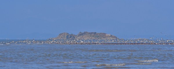 검은머리물떼새