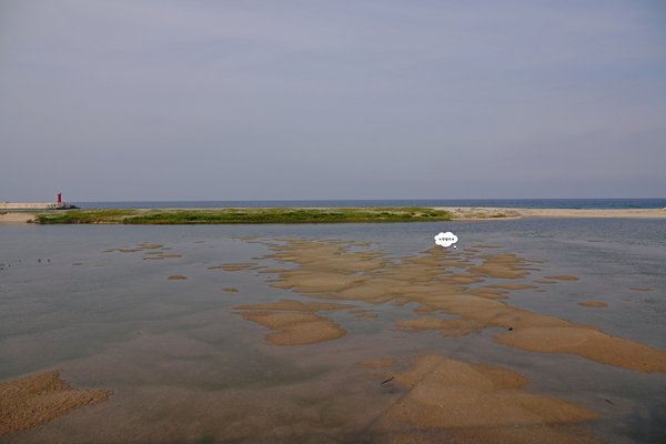 노랑발도요