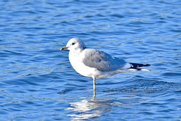 갈매기(Mew Gull)