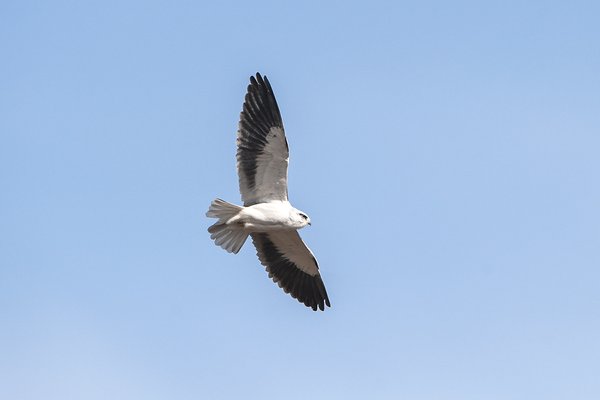 미등록(미기록)  -  Black-winged kite