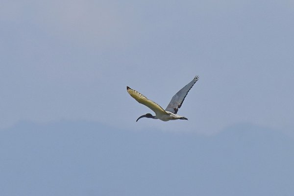 SACRED IBIS (검은머리흰따오기 사촌?)