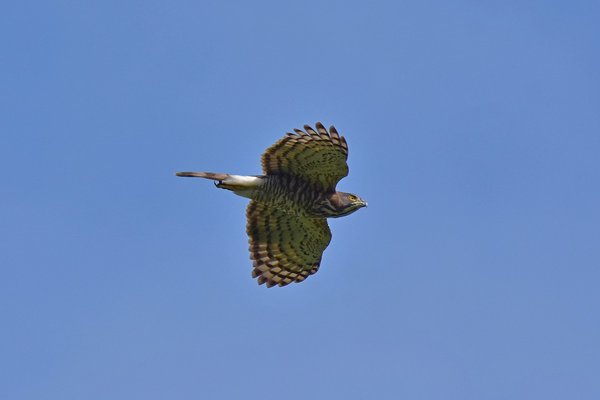 Crested Goshawk