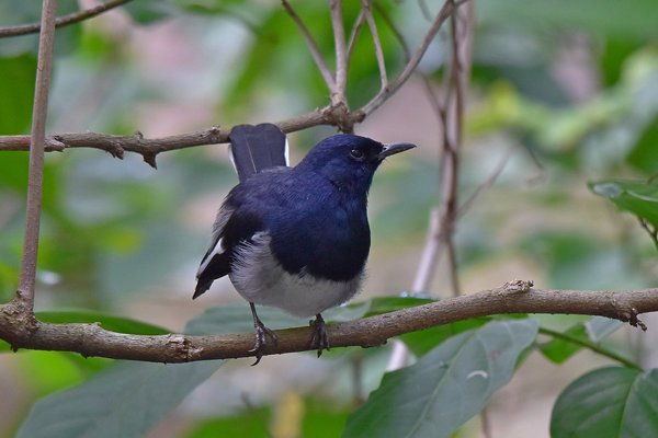 Oriental Magpie-Robin