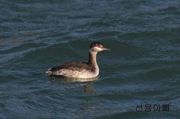귀뿔논병아리