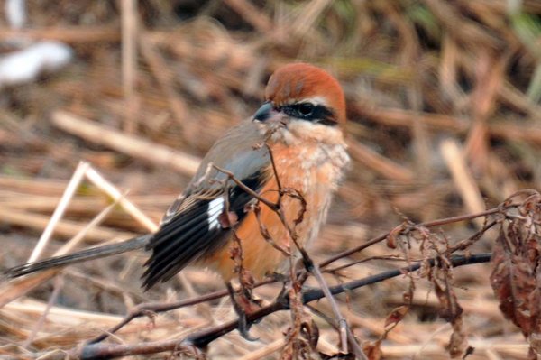 때까치