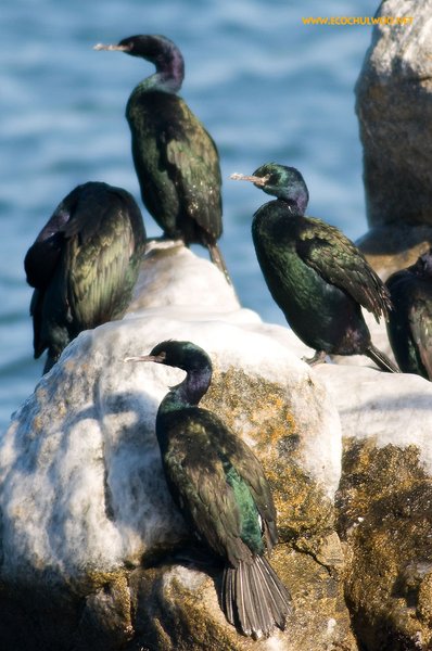 쇠가마우지
