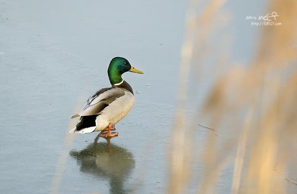 청둥오리