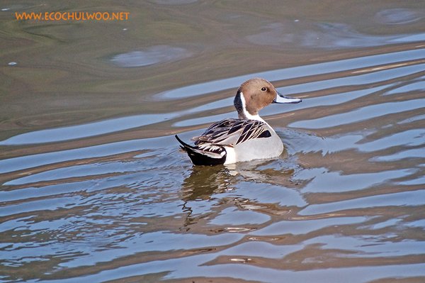 고방오리
