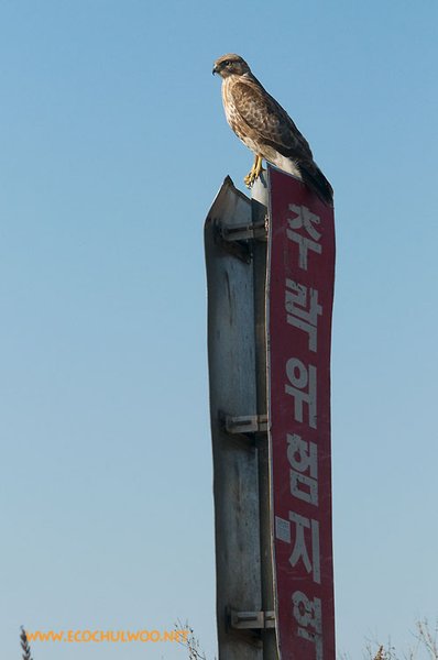 말똥가리