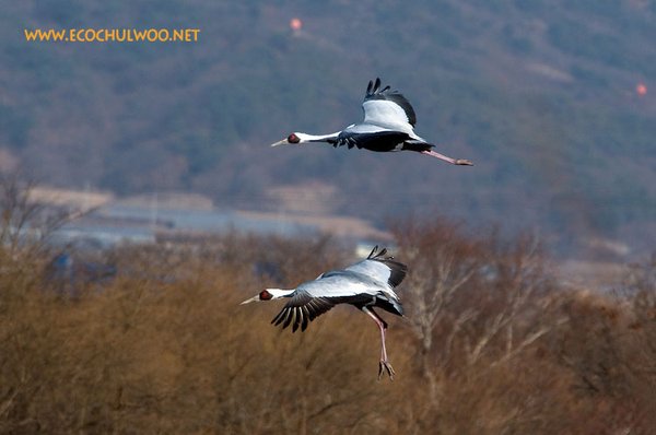 재두루미