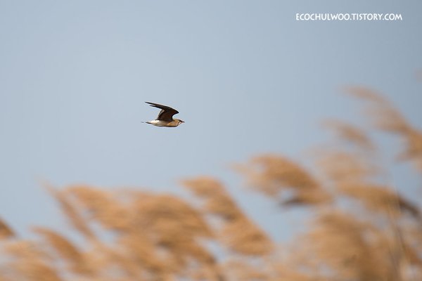 제비물떼새