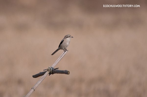 큰재개구마리